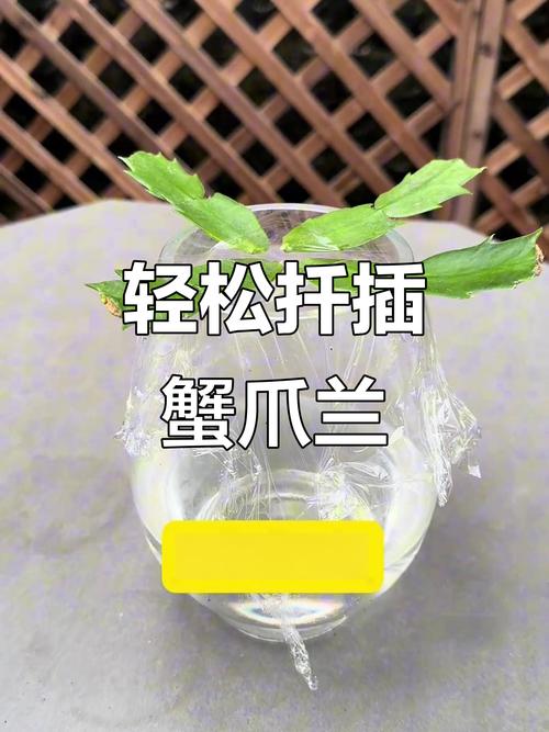 蟹脚兰怎么插，蟹脚兰怎么浇水-第4张图片-优品飞百科