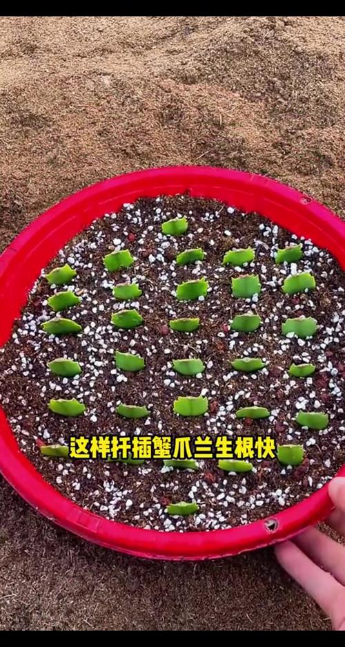 蟹脚兰怎么插，蟹脚兰怎么浇水-第5张图片-优品飞百科