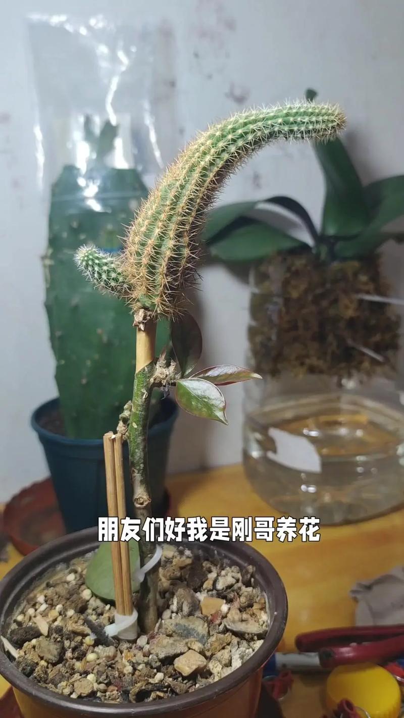 蟹脚兰怎么插，蟹脚兰怎么浇水-第6张图片-优品飞百科