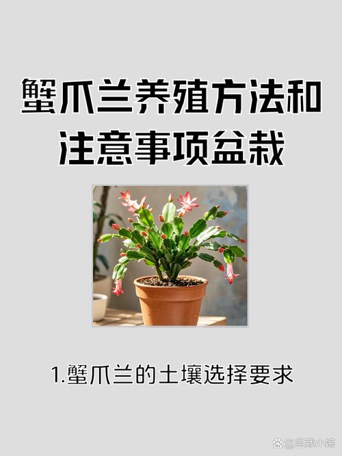 蟹脚兰怎么插，蟹脚兰怎么浇水-第7张图片-优品飞百科