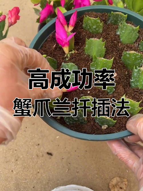 蟹脚兰怎么插，蟹脚兰怎么浇水-第8张图片-优品飞百科