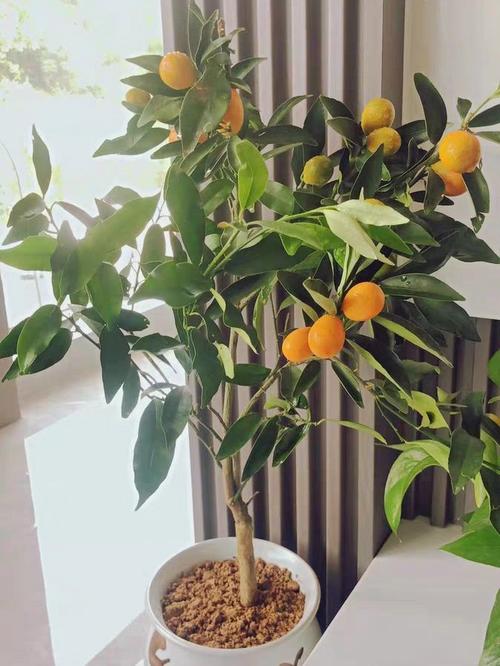 北方盆栽桔子树怎么养，北方盆栽桔子树怎么养护和管理？-第1张图片-优品飞百科