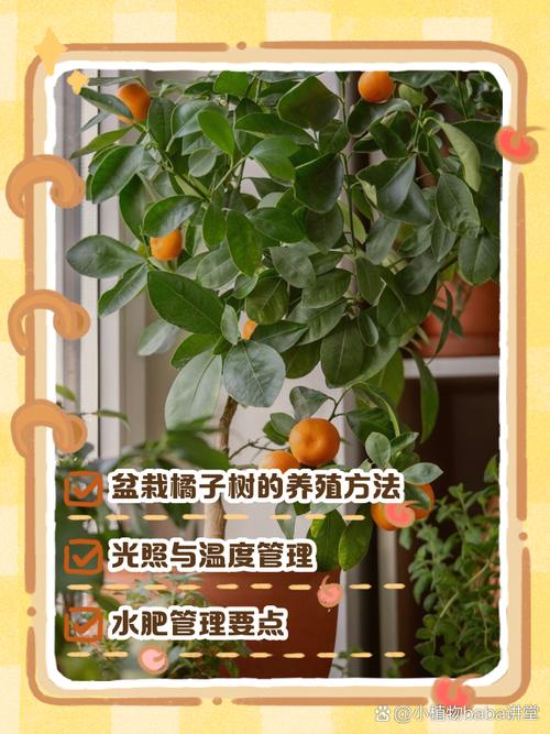 北方盆栽桔子树怎么养，北方盆栽桔子树怎么养护和管理？-第4张图片-优品飞百科