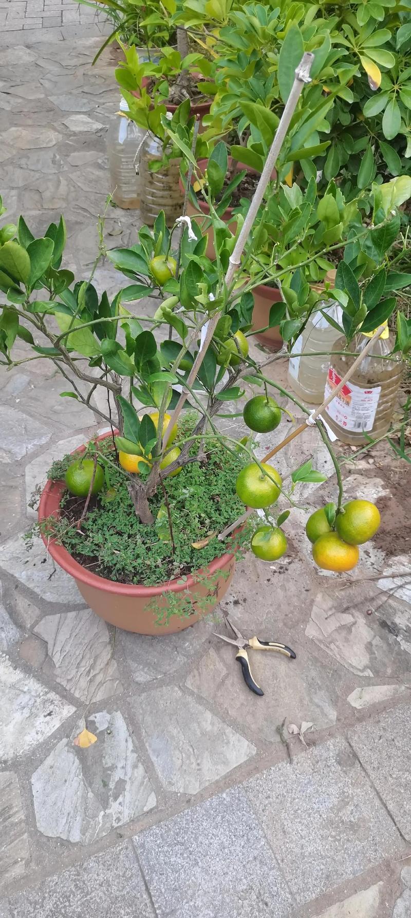 北方盆栽桔子树怎么养，北方盆栽桔子树怎么养护和管理？-第5张图片-优品飞百科