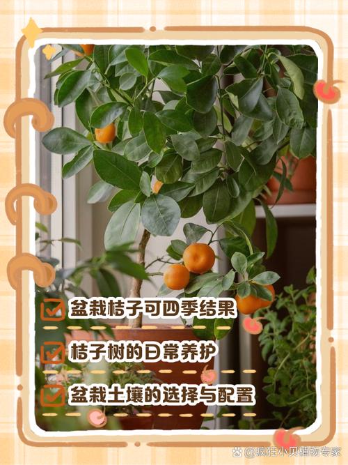 北方盆栽桔子树怎么养，北方盆栽桔子树怎么养护和管理？-第6张图片-优品飞百科