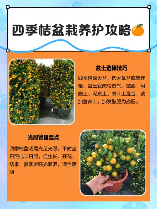 北方盆栽桔子树怎么养，北方盆栽桔子树怎么养护和管理？-第7张图片-优品飞百科