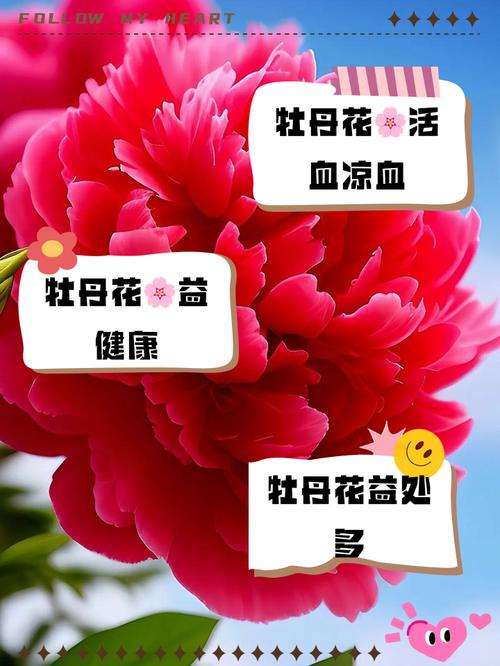 牡丹花能吃吗，牡丹花能吃吗有什么功效？-第4张图片-优品飞百科