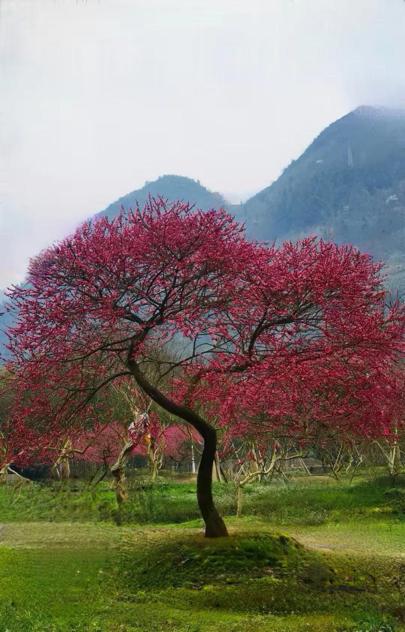 梅树是否梅花树，两者一样吗？梅树是乔木吗？-第1张图片-优品飞百科