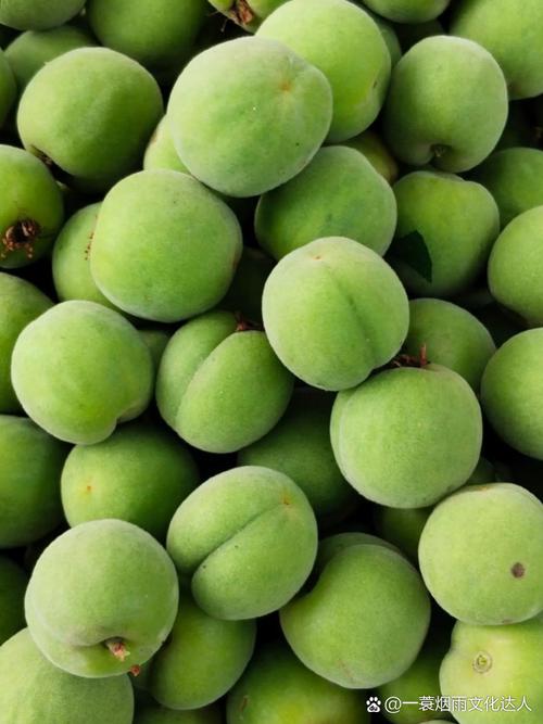 梅树是否梅花树，两者一样吗？梅树是乔木吗？-第4张图片-优品飞百科