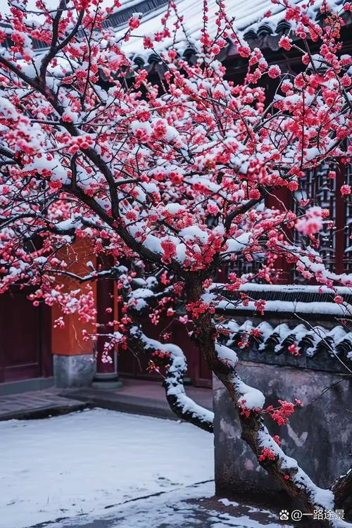 梅树是否梅花树，两者一样吗？梅树是乔木吗？-第5张图片-优品飞百科