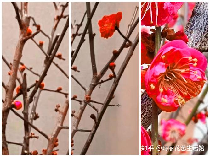 梅树是否梅花树，两者一样吗？梅树是乔木吗？-第6张图片-优品飞百科