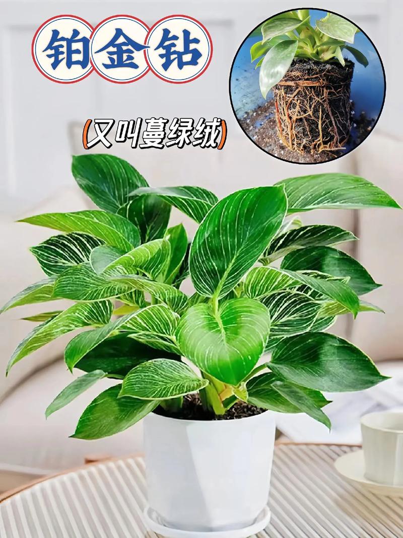 蔓绿绒怎么养，飞机蔓绿绒怎么养-第2张图片-优品飞百科