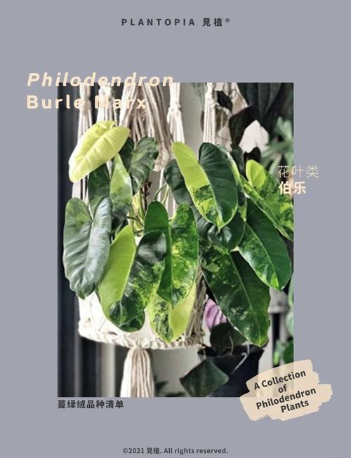 蔓绿绒怎么养，飞机蔓绿绒怎么养-第3张图片-优品飞百科