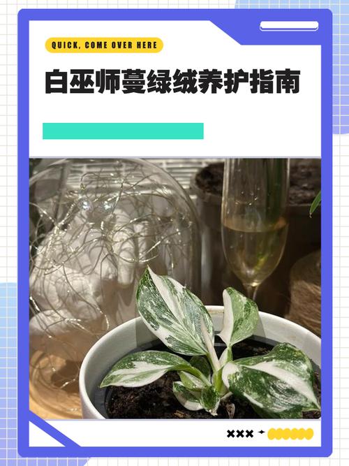 蔓绿绒怎么养，飞机蔓绿绒怎么养-第4张图片-优品飞百科