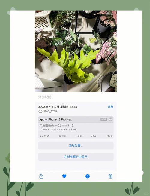 蔓绿绒怎么养，飞机蔓绿绒怎么养-第5张图片-优品飞百科