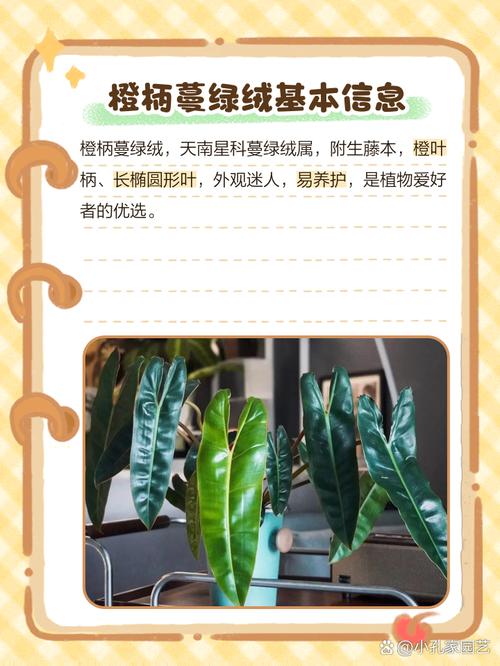 蔓绿绒怎么养，飞机蔓绿绒怎么养-第6张图片-优品飞百科