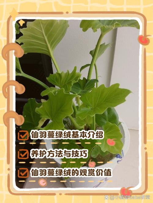 蔓绿绒怎么养，飞机蔓绿绒怎么养-第7张图片-优品飞百科