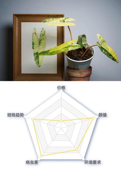 蔓绿绒怎么养，飞机蔓绿绒怎么养-第8张图片-优品飞百科