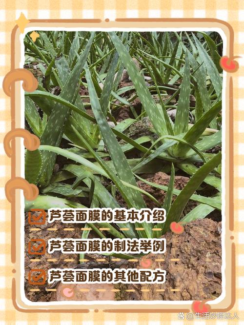 芦荟怎么敷脸，芦荟怎么敷脸再敷面膜？-第5张图片-优品飞百科