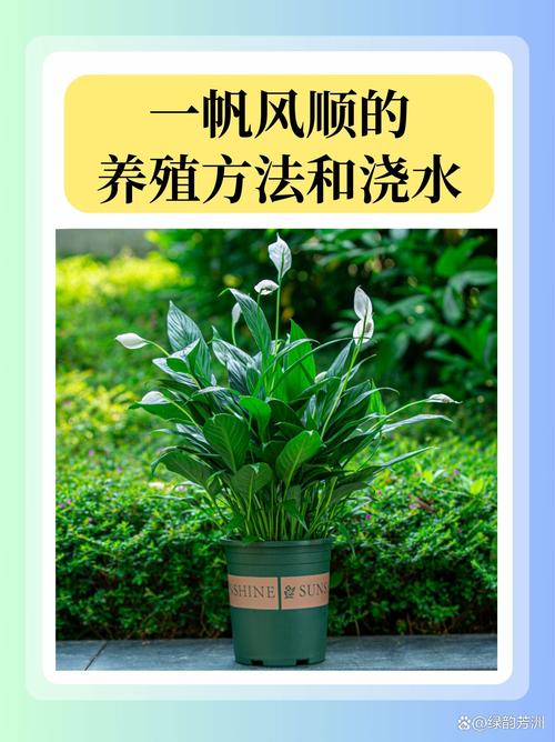 一帆风顺适合家里养吗，一帆风顺家里能养吗？-第1张图片-优品飞百科