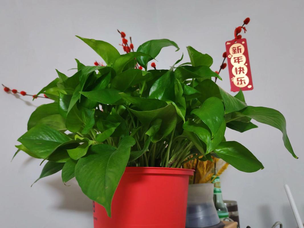 一帆风顺适合家里养吗，一帆风顺家里能养吗？-第2张图片-优品飞百科