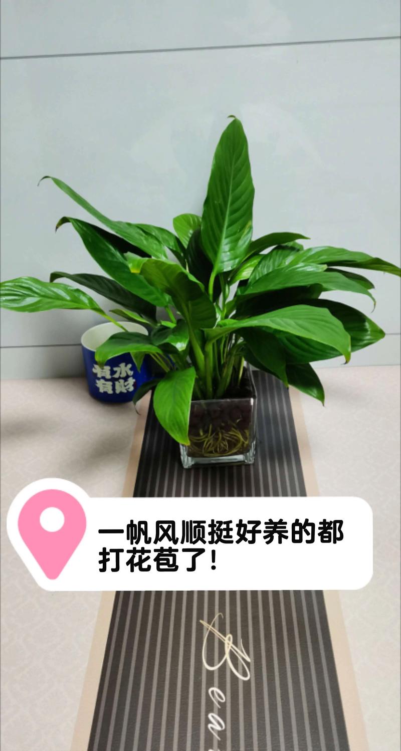 一帆风顺适合家里养吗，一帆风顺家里能养吗？-第4张图片-优品飞百科