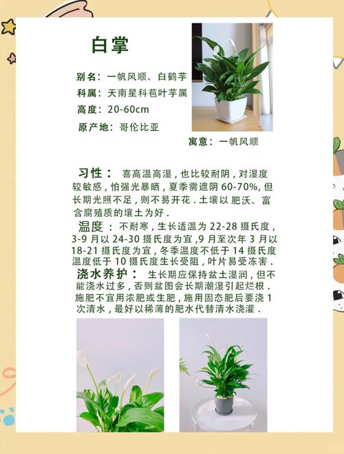 一帆风顺适合家里养吗，一帆风顺家里能养吗？-第5张图片-优品飞百科