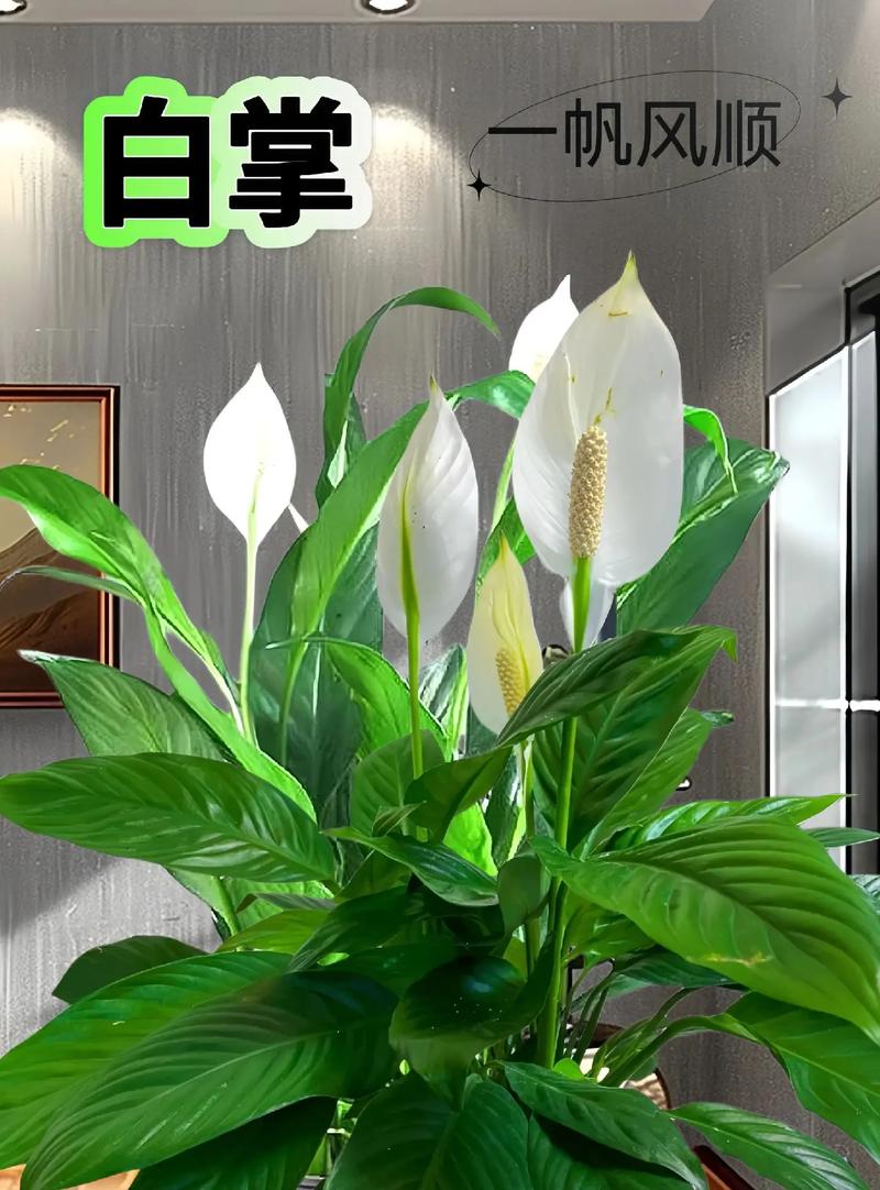 一帆风顺适合家里养吗，一帆风顺家里能养吗？-第6张图片-优品飞百科