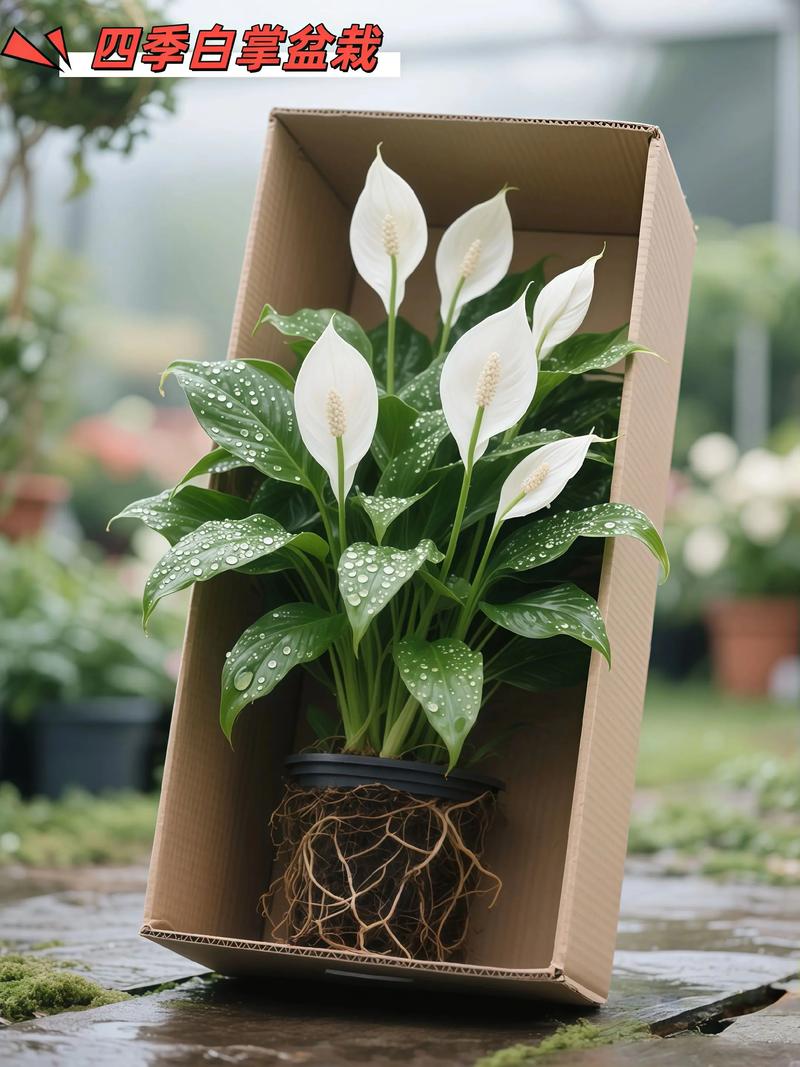 一帆风顺适合家里养吗，一帆风顺家里能养吗？-第7张图片-优品飞百科