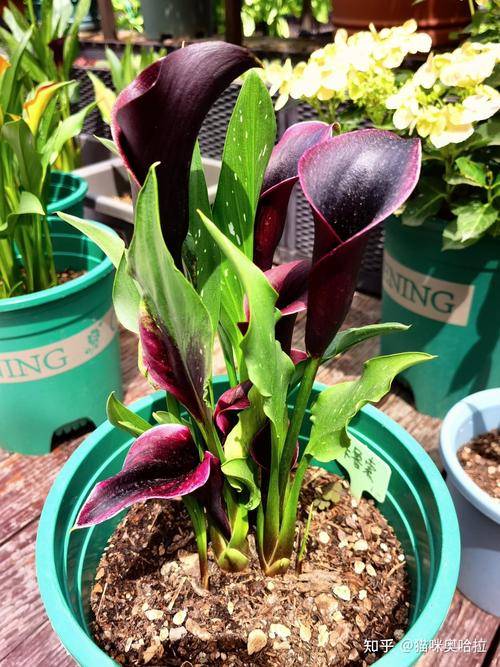 马蹄莲变软倒了怎么办，马蹄莲有点蔫了怎么办？-第1张图片-优品飞百科