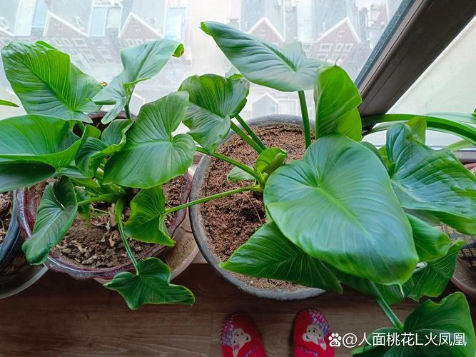 马蹄莲变软倒了怎么办，马蹄莲有点蔫了怎么办？-第4张图片-优品飞百科