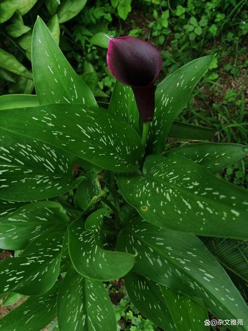 马蹄莲变软倒了怎么办，马蹄莲有点蔫了怎么办？-第5张图片-优品飞百科