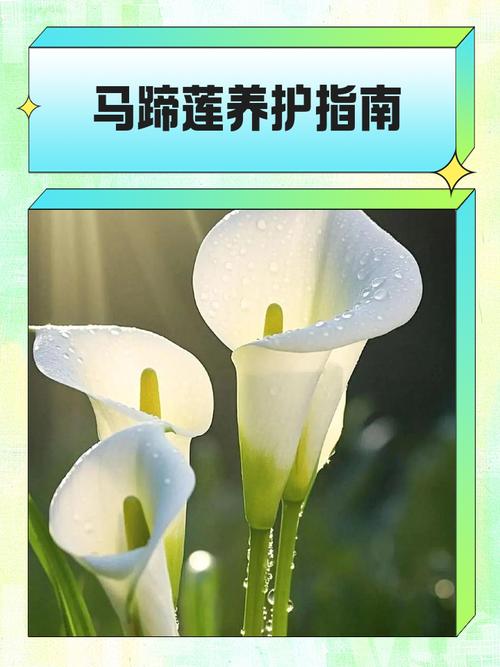 马蹄莲变软倒了怎么办，马蹄莲有点蔫了怎么办？-第6张图片-优品飞百科