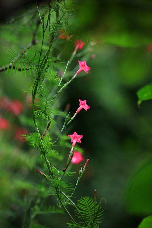 茑萝的花语和寓意，适合送给什么人，茑萝的花语是什么？-第1张图片-优品飞百科