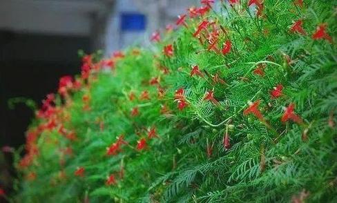 茑萝的花语和寓意，适合送给什么人，茑萝的花语是什么？-第2张图片-优品飞百科