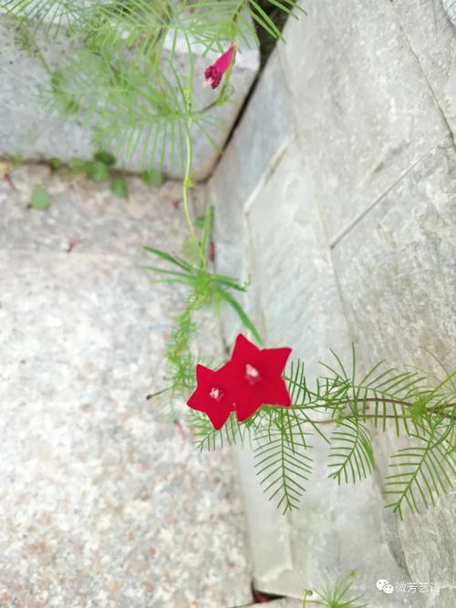 茑萝的花语和寓意，适合送给什么人，茑萝的花语是什么？-第3张图片-优品飞百科