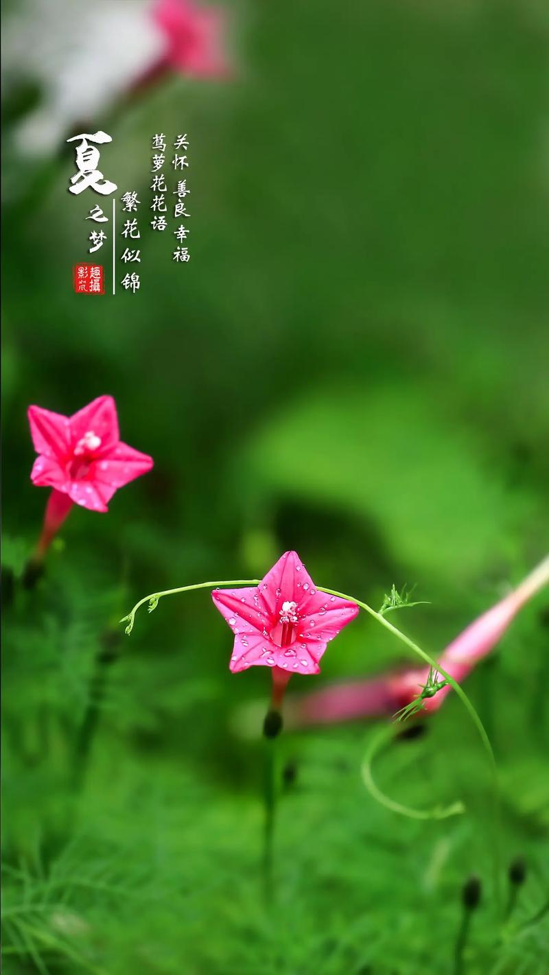 茑萝的花语和寓意，适合送给什么人，茑萝的花语是什么？-第4张图片-优品飞百科