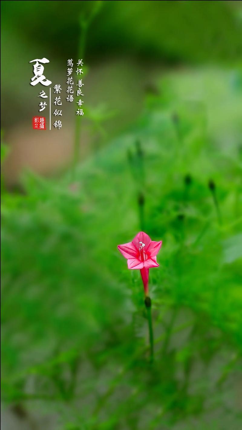 茑萝的花语和寓意，适合送给什么人，茑萝的花语是什么？-第5张图片-优品飞百科