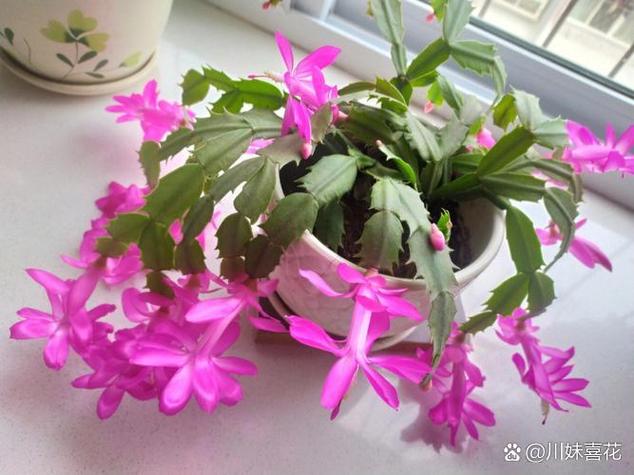 蟹爪兰“冬天”养的简单介绍-第1张图片-优品飞百科