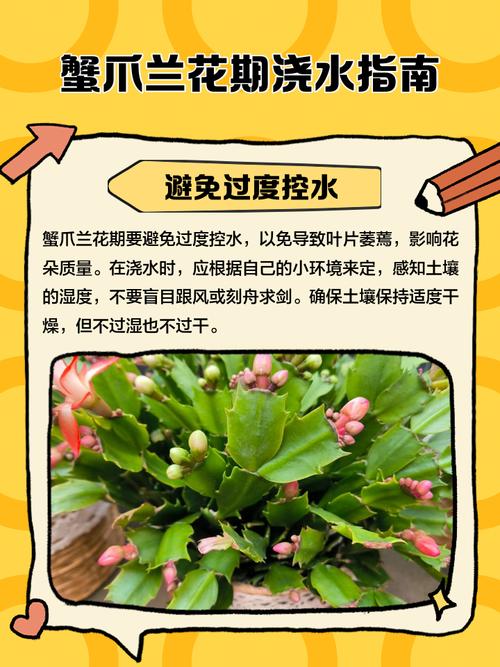 蟹爪兰“冬天”养的简单介绍-第3张图片-优品飞百科