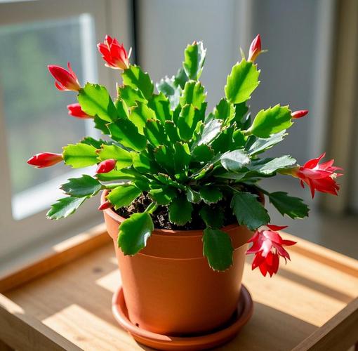 蟹爪兰“冬天”养的简单介绍-第5张图片-优品飞百科