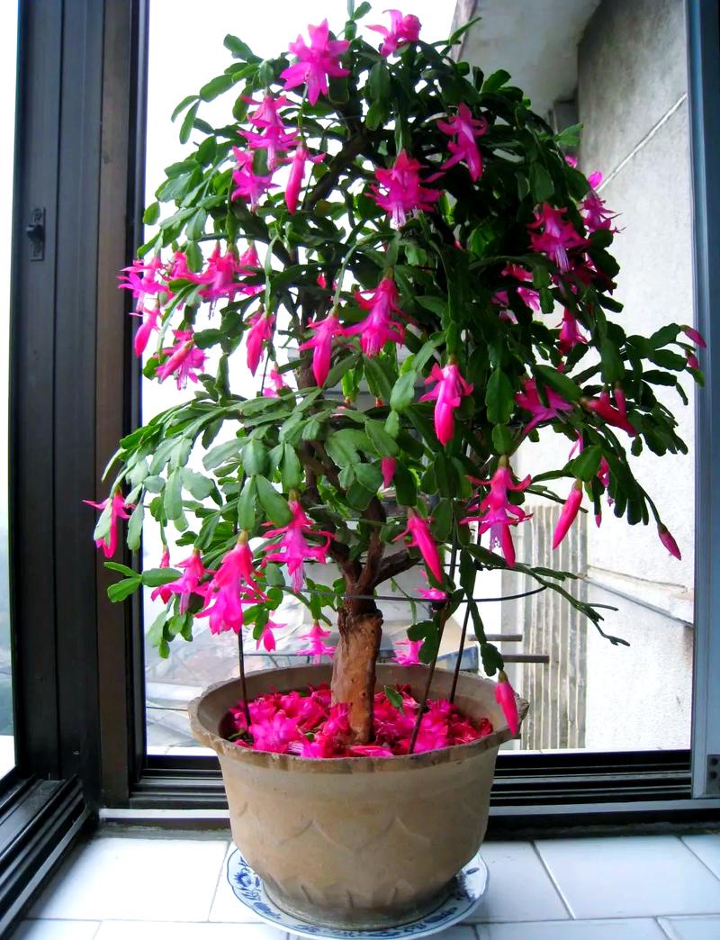 蟹爪兰“冬天”养的简单介绍-第6张图片-优品飞百科