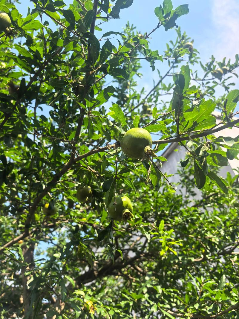 吃剩下的“石榴籽”可别扔的简单介绍-第1张图片-优品飞百科