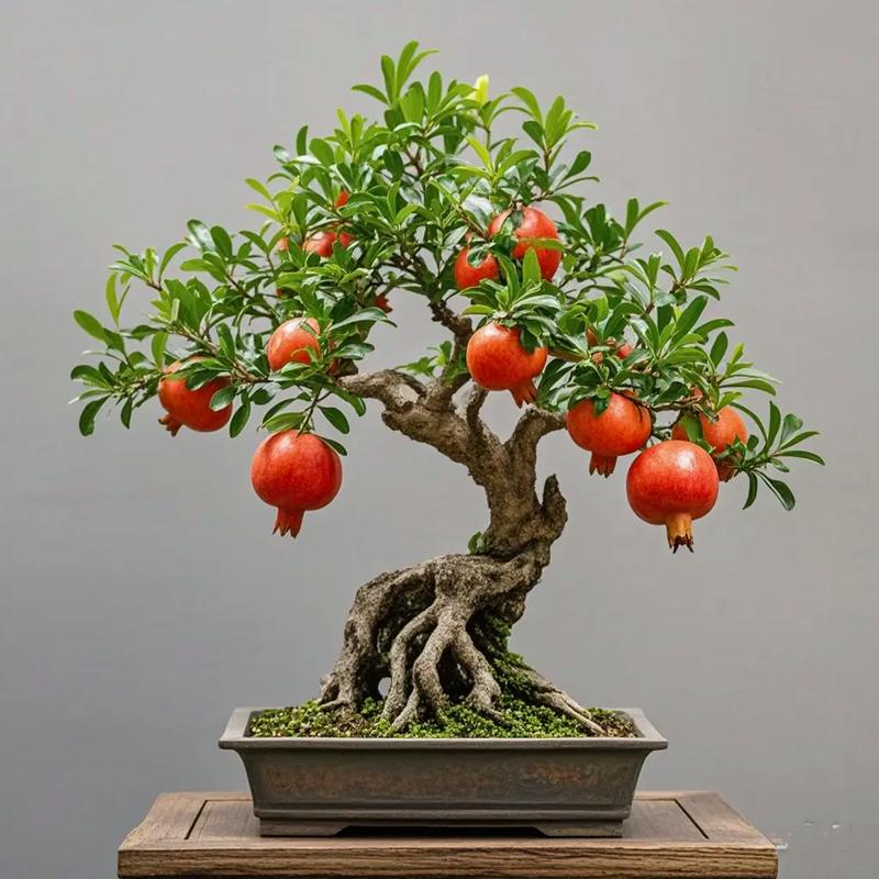 吃剩下的“石榴籽”可别扔的简单介绍-第4张图片-优品飞百科