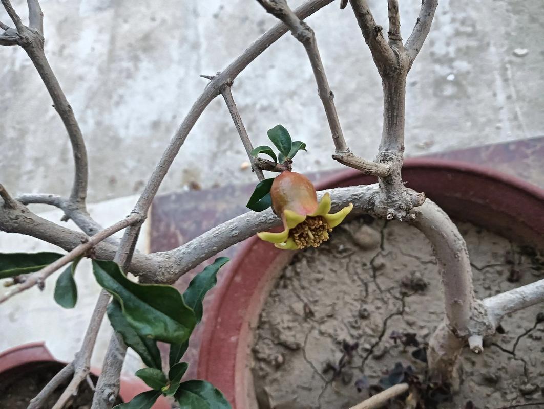 吃剩下的“石榴籽”可别扔的简单介绍-第5张图片-优品飞百科