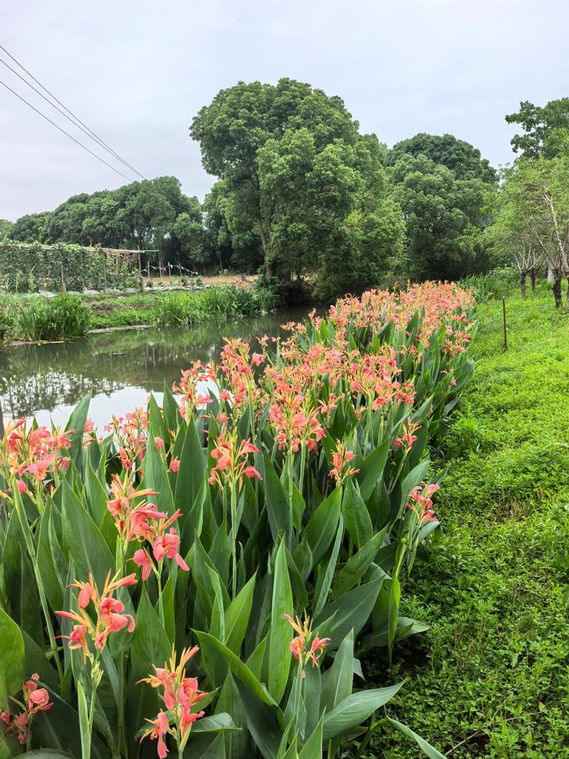紫叶美人蕉的养殖方法及注意事项？紫叶美人蕉的养殖方法及注意事项图片？-第1张图片-优品飞百科