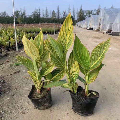 紫叶美人蕉的养殖方法及注意事项？紫叶美人蕉的养殖方法及注意事项图片？-第2张图片-优品飞百科