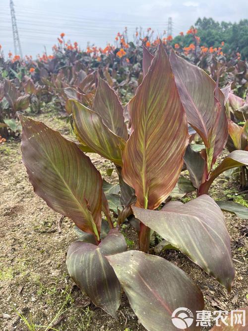 紫叶美人蕉的养殖方法及注意事项？紫叶美人蕉的养殖方法及注意事项图片？-第3张图片-优品飞百科