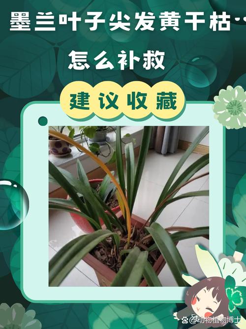 紫叶美人蕉的养殖方法及注意事项？紫叶美人蕉的养殖方法及注意事项图片？-第4张图片-优品飞百科