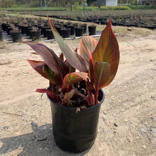 紫叶美人蕉的养殖方法及注意事项？紫叶美人蕉的养殖方法及注意事项图片？-第5张图片-优品飞百科